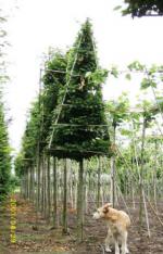 winterharde bomen Beuk Laurier Pinus Hazelaar e.a.